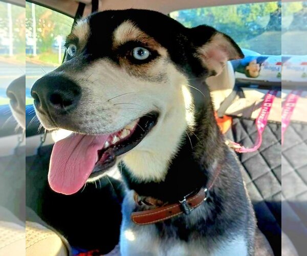 Medium Photo #2 Siberian Husky-Unknown Mix Puppy For Sale in Severn, MD, USA