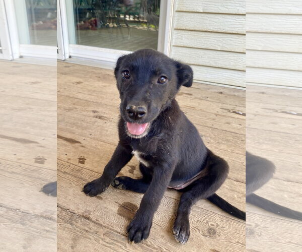 Medium Photo #9 Labrador Retriever-Unknown Mix Puppy For Sale in Hillsboro, MO, USA