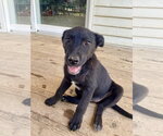 Small #8 Labrador Retriever Mix