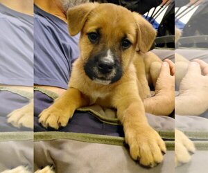 German Shepherd Dog-Unknown Mix Dogs for adoption in Holly Springs, NC, USA