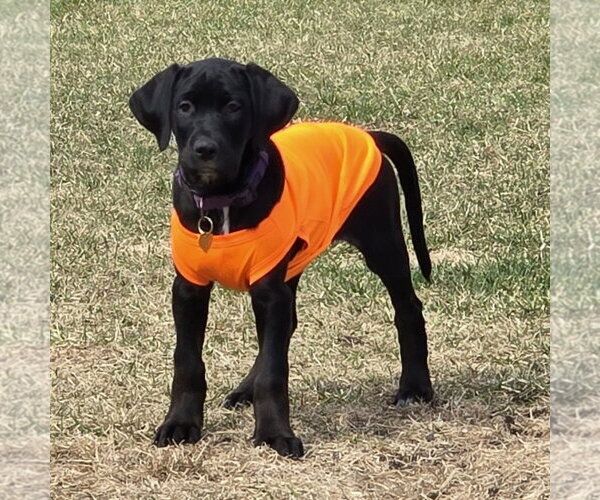 Medium Photo #2 Colonial Cocker Spaniel-Retriever  Mix Puppy For Sale in Fargo, ND, USA