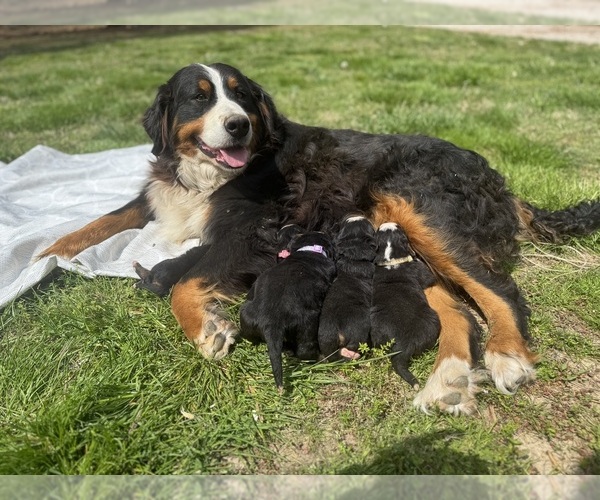 Medium Photo #1 Bernese Mountain Dog Puppy For Sale in LAWRENCEBURG, TN, USA