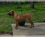 Small #4 Boxer Mix