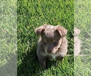 Chihuahua Puppy for sale in LEBANON, PA, USA