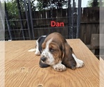 Small #1 Basset Hound