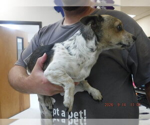 Chihuahua-Parson Russell Terrier Mix Dogs for adoption in Oroville, CA, USA