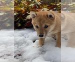 Small Photo #3 Shiba Inu Puppy For Sale in SNOHOMISH, WA, USA