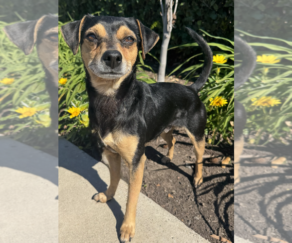 Medium Photo #4 Chihuahua-Unknown Mix Puppy For Sale in Newport Beach, CA, USA