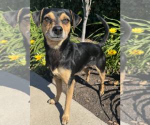 Chico - Male Chihuahua-Unknown Mix Dog for Adoption - Photo #4
