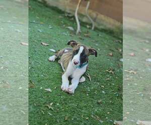 Mutt Dogs for adoption in Woodbury, NY, USA