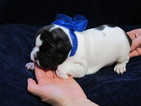 Small Photo #1 French Bulldog Puppy For Sale in LOCKPORT, IL, USA