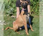 Small Photo #3 Boxer-Redbone Coonhound Mix Puppy For Sale in Huntley, IL, USA