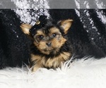 Small #3 Morkie