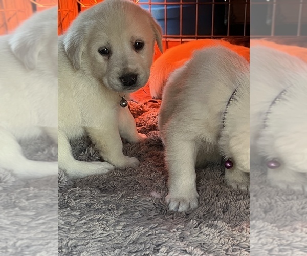 Medium Photo #4 Labrador Retriever Puppy For Sale in AIKEN, SC, USA
