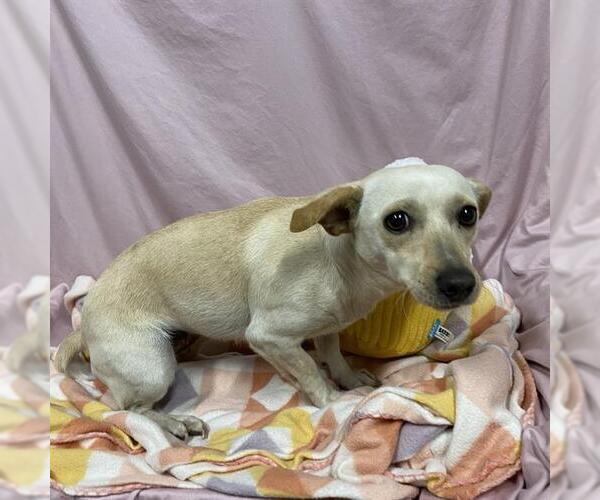 Medium Photo #1 Chihuahua-Unknown Mix Puppy For Sale in Modesto, CA, USA