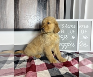 Golden Retriever Puppy for sale in FRANKLIN, IN, USA