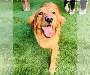 Mother of the Golden Retriever puppies born on 08/03/2025
