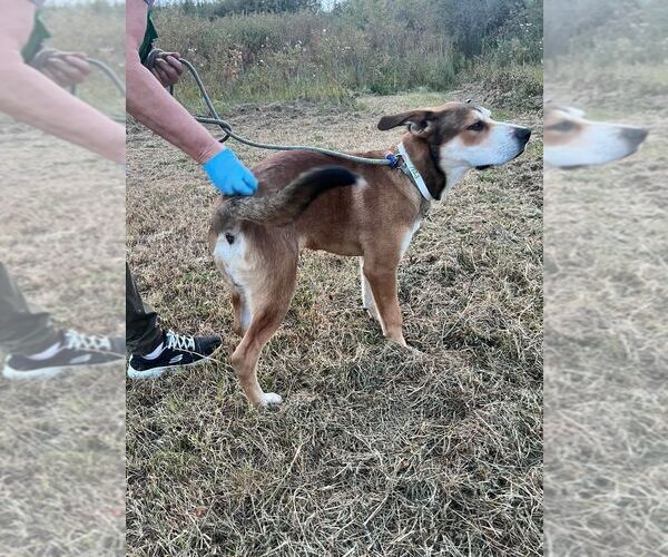 Medium Photo #2 Mutt Puppy For Sale in Calgary, Alberta, Canada