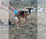 Small #1 Mutt