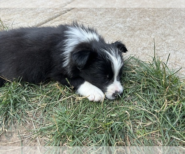 Medium Photo #19 Border Collie Puppy For Sale in CAMAS, WA, USA