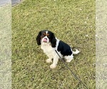 Small Photo #1 Cavalier King Charles Spaniel Puppy For Sale in MOUNT PLEASANT, MI, USA
