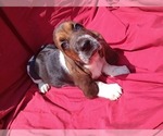 Image preview for Ad Listing. Nickname: Callie