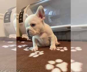 French Bulldog Puppy for sale in CINCINNATI, OH, USA