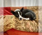Small #3 Jack-Rat Terrier