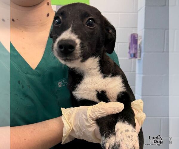Medium Photo #2 Beagle-Unknown Mix Puppy For Sale in Washington, DC, USA