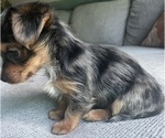 Small Photo #3 Yorkshire Terrier Puppy For Sale in RENO, NV, USA