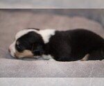 Small Photo #4 Welsh Cardigan Corgi Puppy For Sale in SUN PRAIRIE, WI, USA