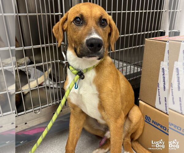 Medium Photo #2 Labrador Retriever-Retriever  Mix Puppy For Sale in Washington, DC, USA