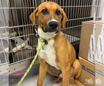 Small #1 Labrador Retriever-Retriever  Mix