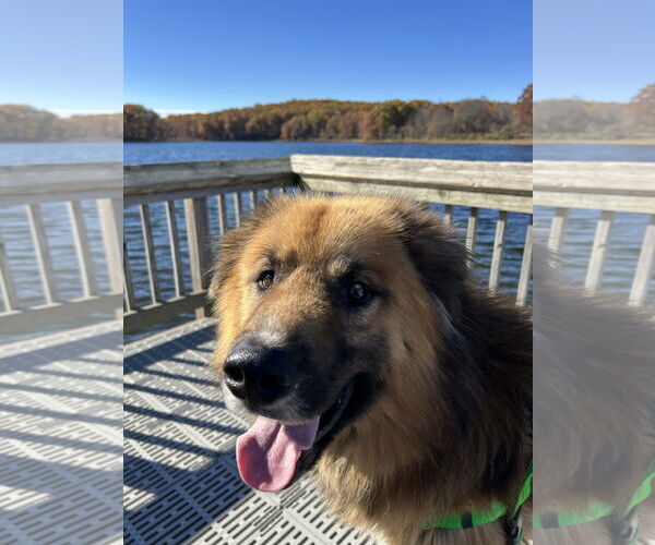 Medium Photo #4 Great Pyrenees-Unknown Mix Puppy For Sale in Clarkston, MI, USA