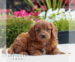 Image preview for Ad Listing. Nickname: Van