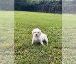 Small #3 Maltipoo (Miniature)