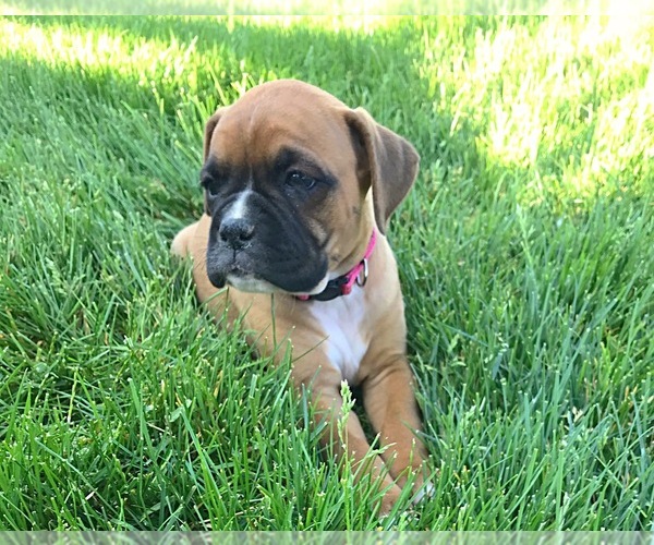 Medium Photo #6 Boxer Puppy For Sale in APPLE CREEK, OH, USA