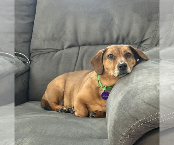 Medium Photo #2 Dachshund-Unknown Mix Puppy For Sale in Fargo, ND, USA