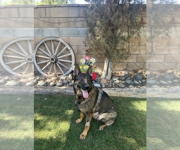 Medium Photo #1 German Shepherd Dog Puppy For Sale in LANCASTER, CA, USA