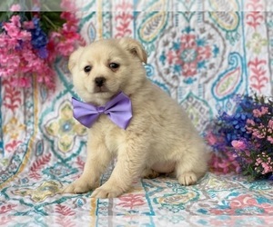 Pom-A-Pug Puppy for sale in LANCASTER, PA, USA