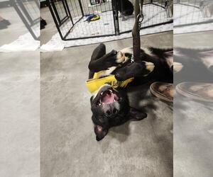 Bones - Male Siberian Husky-Unknown Mix Dog for Adoption - Photo #9