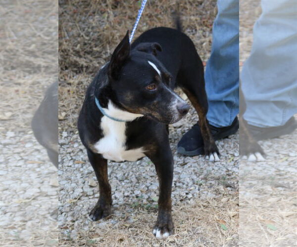 Medium Photo #4 Rottweiler-Unknown Mix Puppy For Sale in Bandera, TX, USA