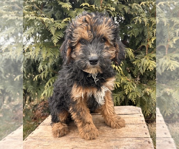 Medium Photo #2 Whoodle (Miniature) Puppy For Sale in MIDDLEBURY, IN, USA