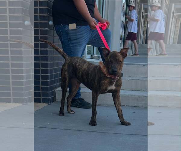 Medium Photo #5 Mutt Puppy For Sale in Rowlett, TX, USA