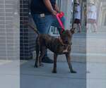 Small #4 Mutt