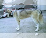 Small #3 Siberian Husky Mix