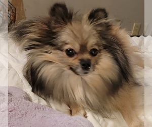 Mother of the Pomeranian puppies born on 12/17/2022