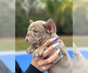 French Bulldog Puppy for sale in BROOKSVILLE, FL, USA