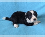 Small #1 Aussiedoodle