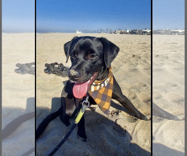 Medium Photo #8 Labrador Retriever-Unknown Mix Puppy For Sale in San Diego, CA, USA